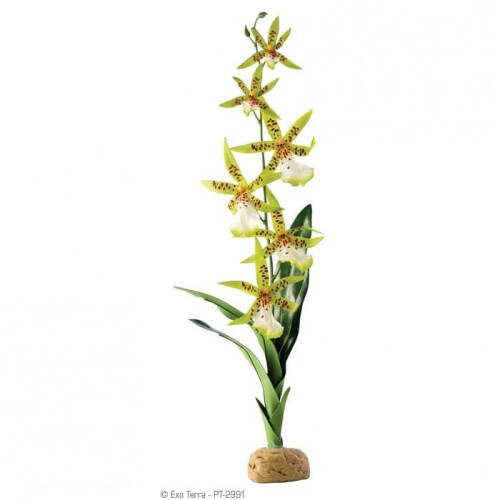 Exo-Terra Spider Orchid