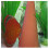 JBL JBL DisCon 2