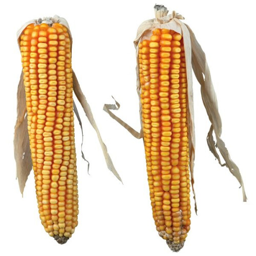 Trixie Trixie Maize Cobs 2pcs
