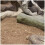 ProRep Beardie Life Desert Substrate 10kg 2