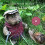 Bert's Garden (Celestine & the Hare) (Celestine and the Hare) 1