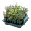 Plug Plant Trainer 2