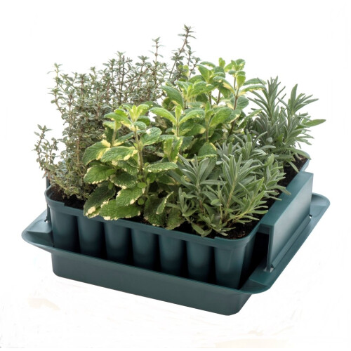 Plug Plant Trainer 1