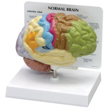 Educational Insights BrainBolt Gioco Elettronico di Memoria Portatile con Luci e Suoni, Età 7+