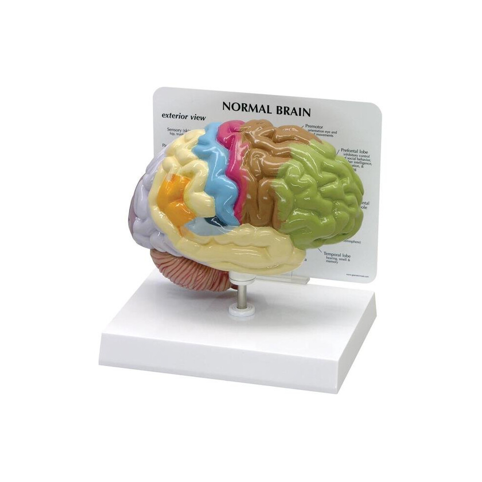 Learning Resources Ei-8435 Bolt Optix Brain Anatomy Model