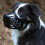 Trixie (M, Black) Trixie Plastic Dog Muzzle 2