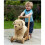 Little Bird Told Me Dexter Dog Push Along 2