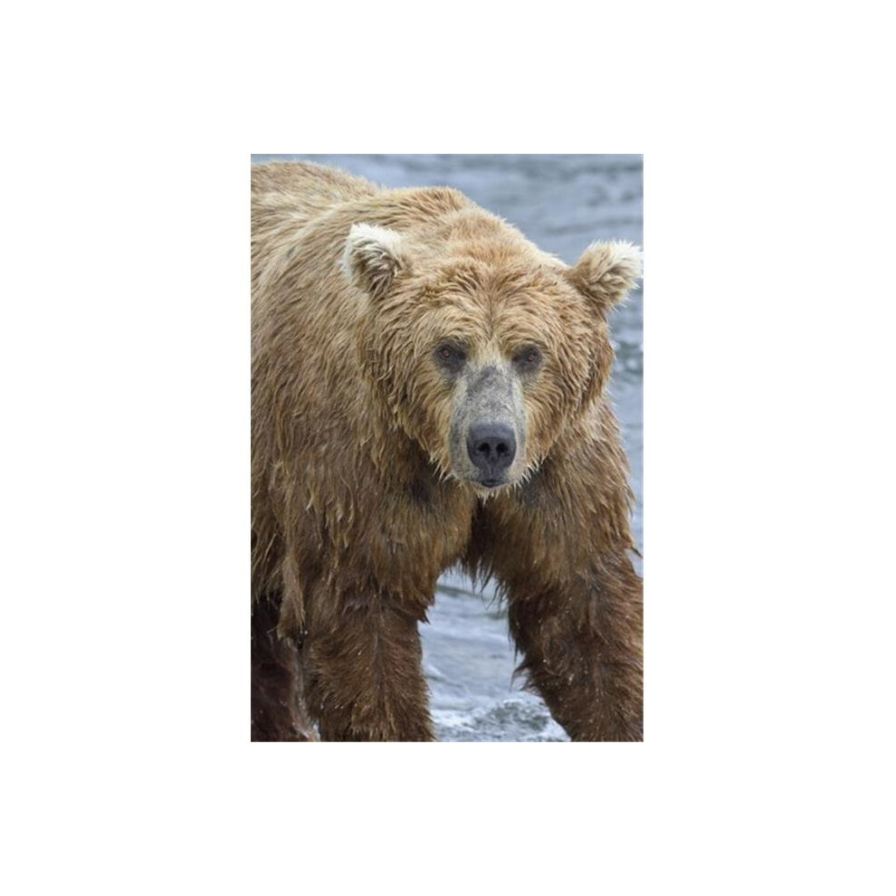 Brainboosters Brown Close Up Portrait Of A Bear Standing In Brooks River Katmai National Park & Preserve Southwest Alaska Poster Print By Gary Schultz, 12 X 19
