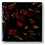 Non-Toxic Colorburst True Flow Glaze1 Pt. - Black Iris 1