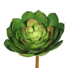 Green Cactus Succulent - 8 in. - 3 Per Bag