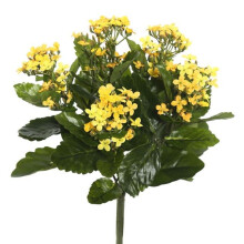17.25 in. Kalanchoe Bush