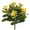 17.25 in. Kalanchoe Bush 1