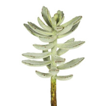 Frosted Green Pachyphytum Oviferum Succulent - 3 Per Bag