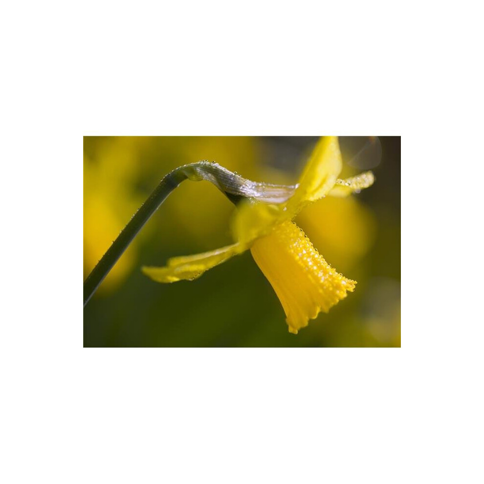 Brainboosters Rhododendrons Close-Up Poster Print By Craig Tuttle, 34 X 22 - Large