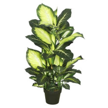 Dieffenbachia Everyday Tree with Pot-Green White - 40 in.