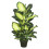 Dieffenbachia Everyday Tree with Pot-Green White - 40 in. 1