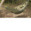 Relic Tropical Hammock OD - Olive 1