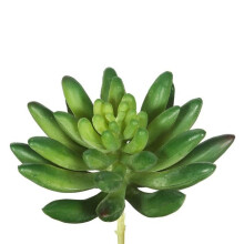 Green Cactus Succulent - Pack of 6