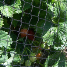 (6m x 5m) Anti Bird Netting Fruit Cage Net
