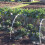 (6m x 5m) Anti Bird Netting Fruit Cage Net 2