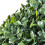 VidaXL vidaXL 2x Boxwood Ball Artificial Leaf Topiary Ball 35cm Realistic Fake Plant 3