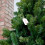 Samuel Alexander 7ft Samuel Alexander Luxury Green Christmas Tree - 210 x 137cm 7