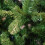 Samuel Alexander 7ft Samuel Alexander Luxury Green Christmas Tree - 210 x 137cm 2