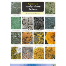 Guide to Rocky Shore Lichens