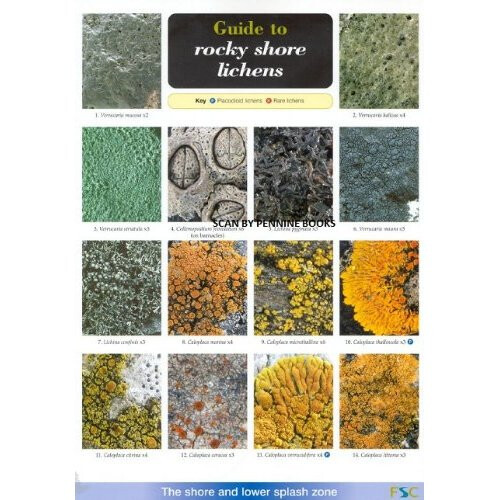 Guide to Rocky Shore Lichens