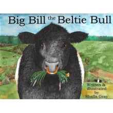 Big Bill the Beltie Bull