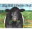 Big Bill the Beltie Bull 1