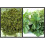 100g | DRIED FENUGREEK LEAVES 1