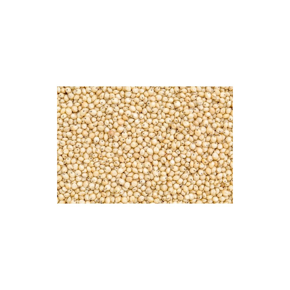 Jalpur - Whole Sorghum Seeds (Juwar Whole) - 2kg