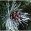 (Snow-covered Pine, 220 cm) DWA LUXURY TRADITIONAL CHRISTMAS TREE Bushy Branches 2