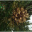 (Gold Pine, 220 cm) DWA LUXURY TRADITIONAL CHRISTMAS TREE Bushy Branches 2