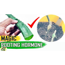 HELLO CLONE 100% ORGANIC CLONING GEL 50 ML