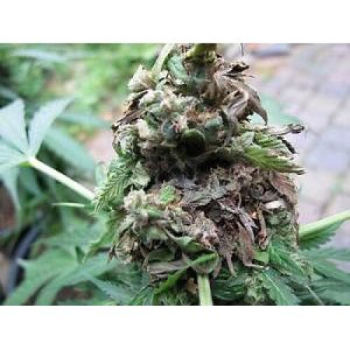 (100ML WITH GRINDER ) BUD ROT STOP/bad boy 100ML - BOTRYTIS - free grinder HYDROPONICS 1