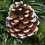 60cm Snow King Fir Green Christmas Wreath with Pine Cones 2
