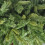 Snow Time 8ft New Duchess Spruce Hinged 1312 Tips Green Christmas Tree 4