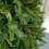 Snow Time 6ft New Duchess Spruce Hinged 772 Tips Green Christmas Tree 2