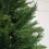 Snow Time 5ft New Duchess Spruce Hinged 446 Tips Green Christmas Tree 5
