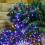 Premier Premier Multi-Coloured 2000 LED Cluster Christmas Lights With Timer - 25m 4