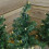 Premier 6 x 30cm LED Lit Premier Christmas Tree Path Lights (15 LEDs Per Tree) 3