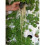 GREEN DIAMOND GROWING SYSTEM AIROPONICS SYSTEM 2