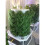 GREEN DIAMOND GROWING SYSTEM AIROPONICS SYSTEM 8