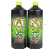 (1L x1 set) Buddhas Tree Coco A+B Set