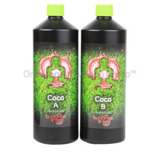 (1L x1 set) Buddhas Tree Coco A+B Set