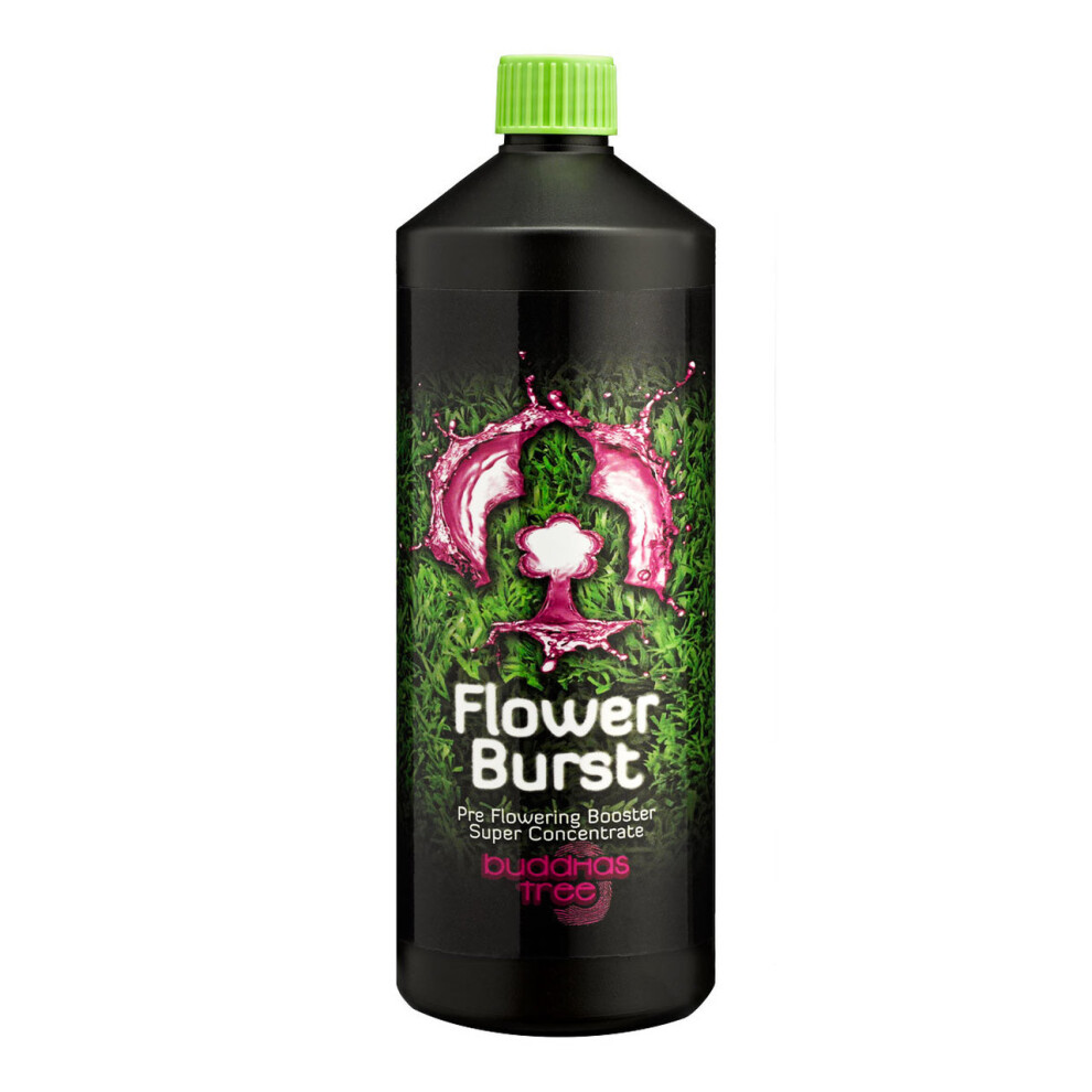 (1L x1) Buddhas Tree - Flower Burst