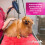 (10L) Pretty Pooch Gentle Touch Sensitive Dog Shampoo 6