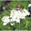 Beebombs Native Wildflower Seedballs 6